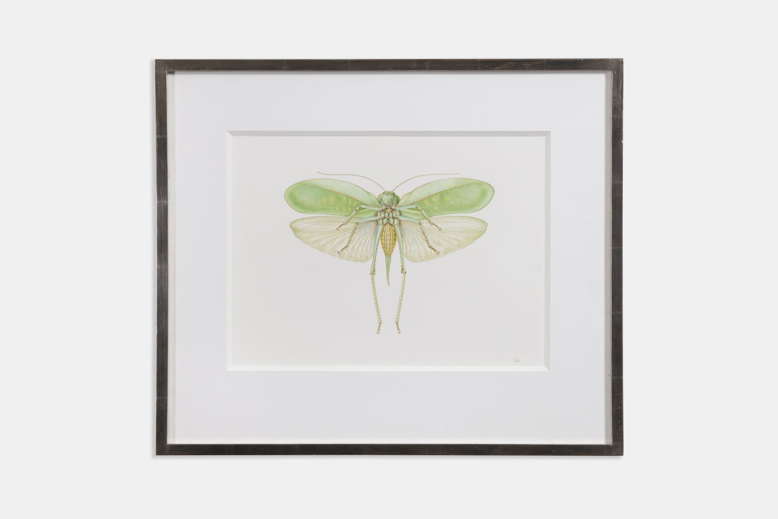 Georita Harriott, Long Horned Grasshopper - Phyllopora grandis