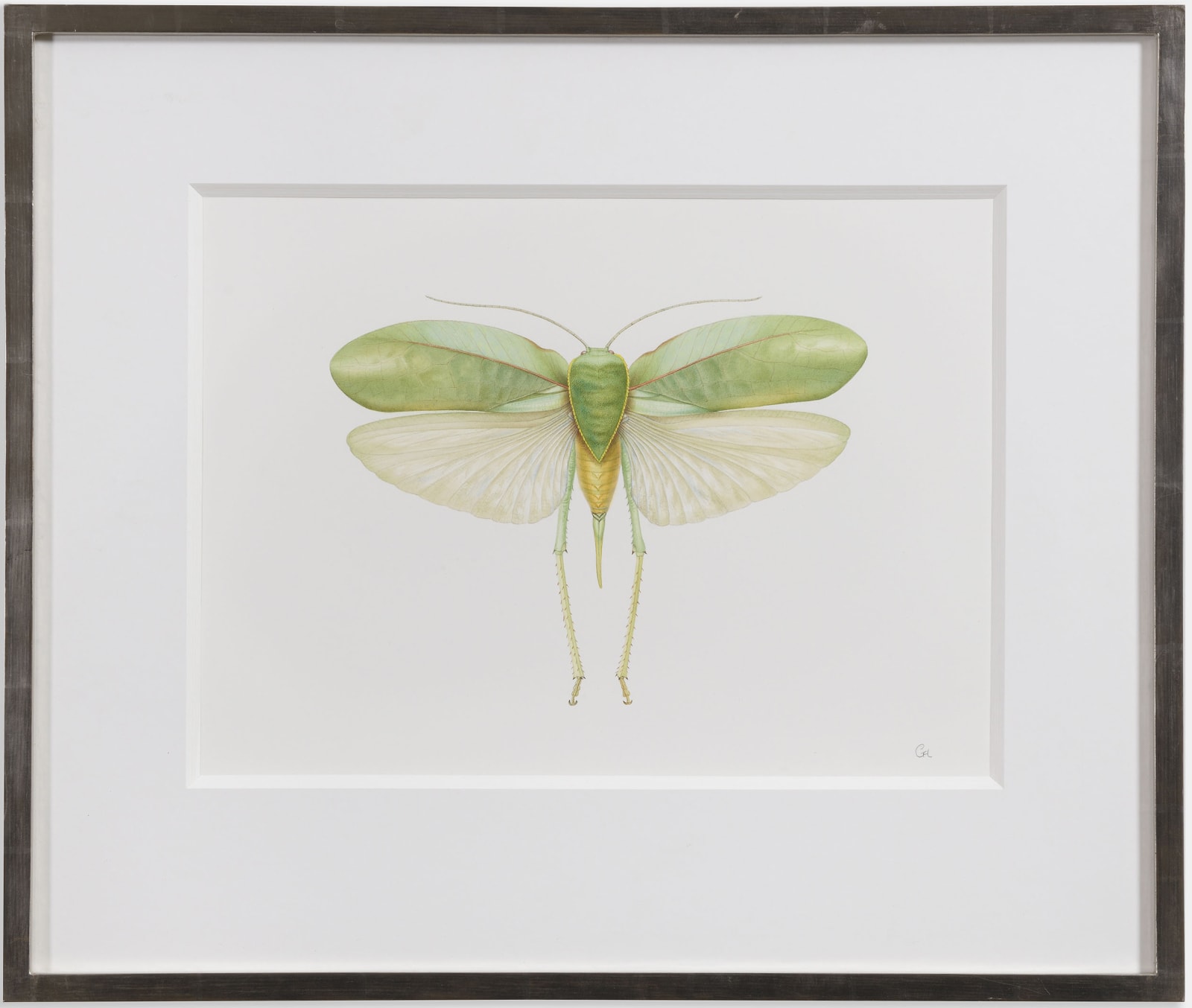 Georita Harriott, Long Horned Grasshopper - Phyllopora grandis