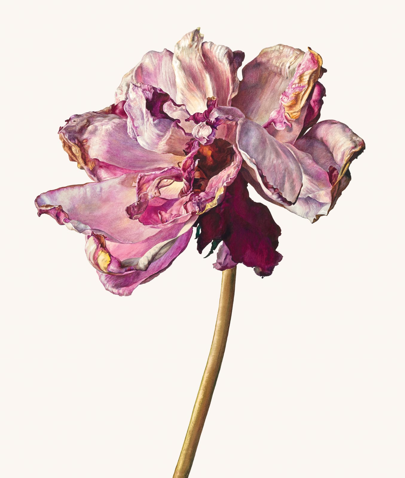 Rosie Sanders, The last rose