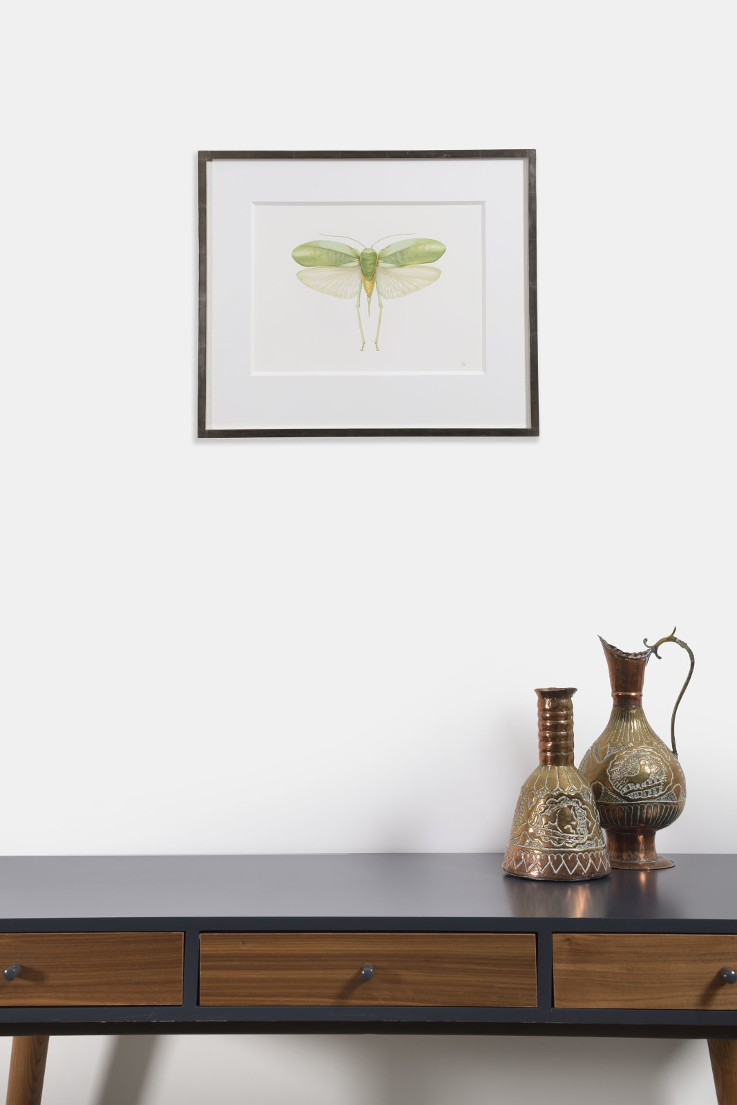 Georita Harriott, Long Horned Grasshopper - Phyllopora grandis
