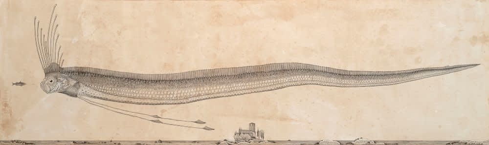Andrea Collesano, REGALECUS CLESNE ( Oarfish ), 2025