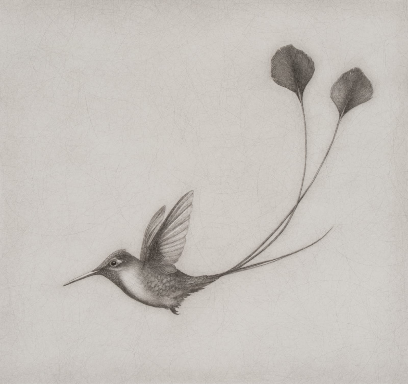 Lee Andre, Marvelous Spatuletail (Hummingbird) , 2024