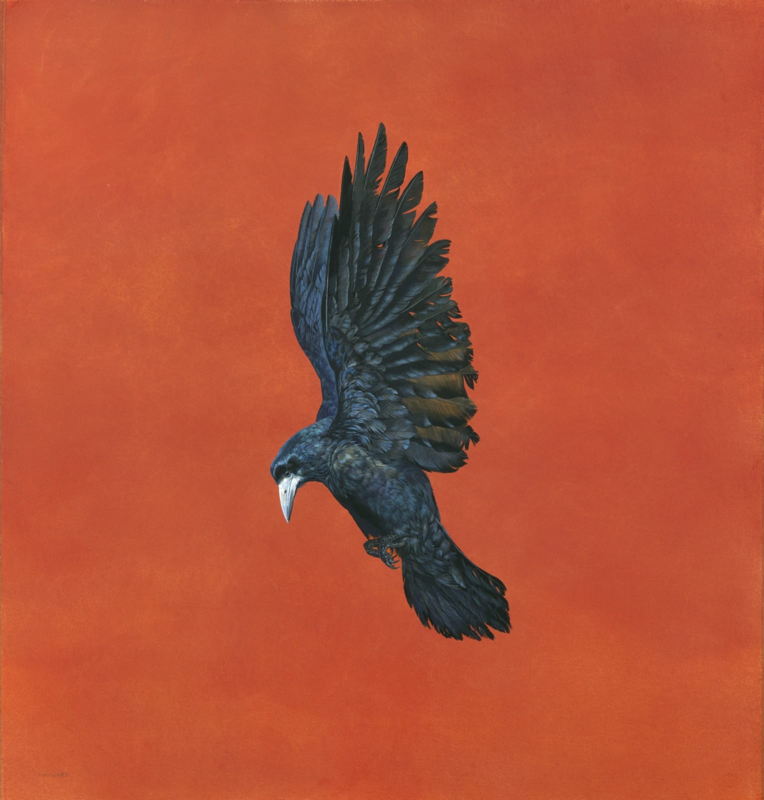 Tim Hayward, Shine - Red