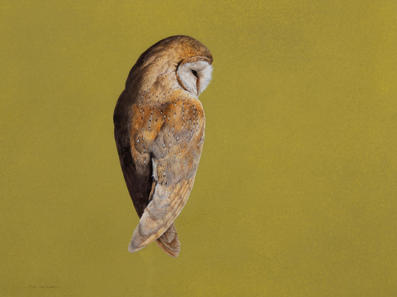 Tim Hayward, Barn Owl - Chartreuse