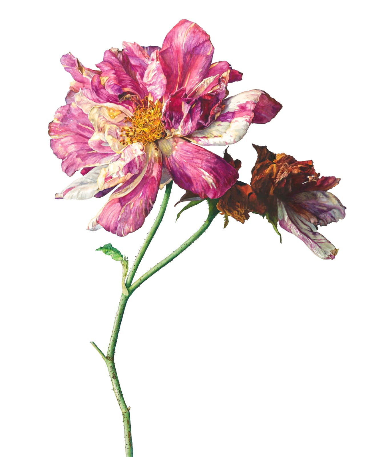 Rosie Sanders, Pride and prejudice