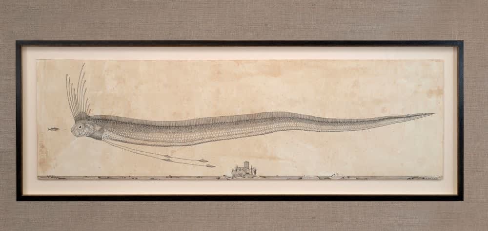 Andrea Collesano, REGALECUS CLESNE ( Oarfish ), 2025