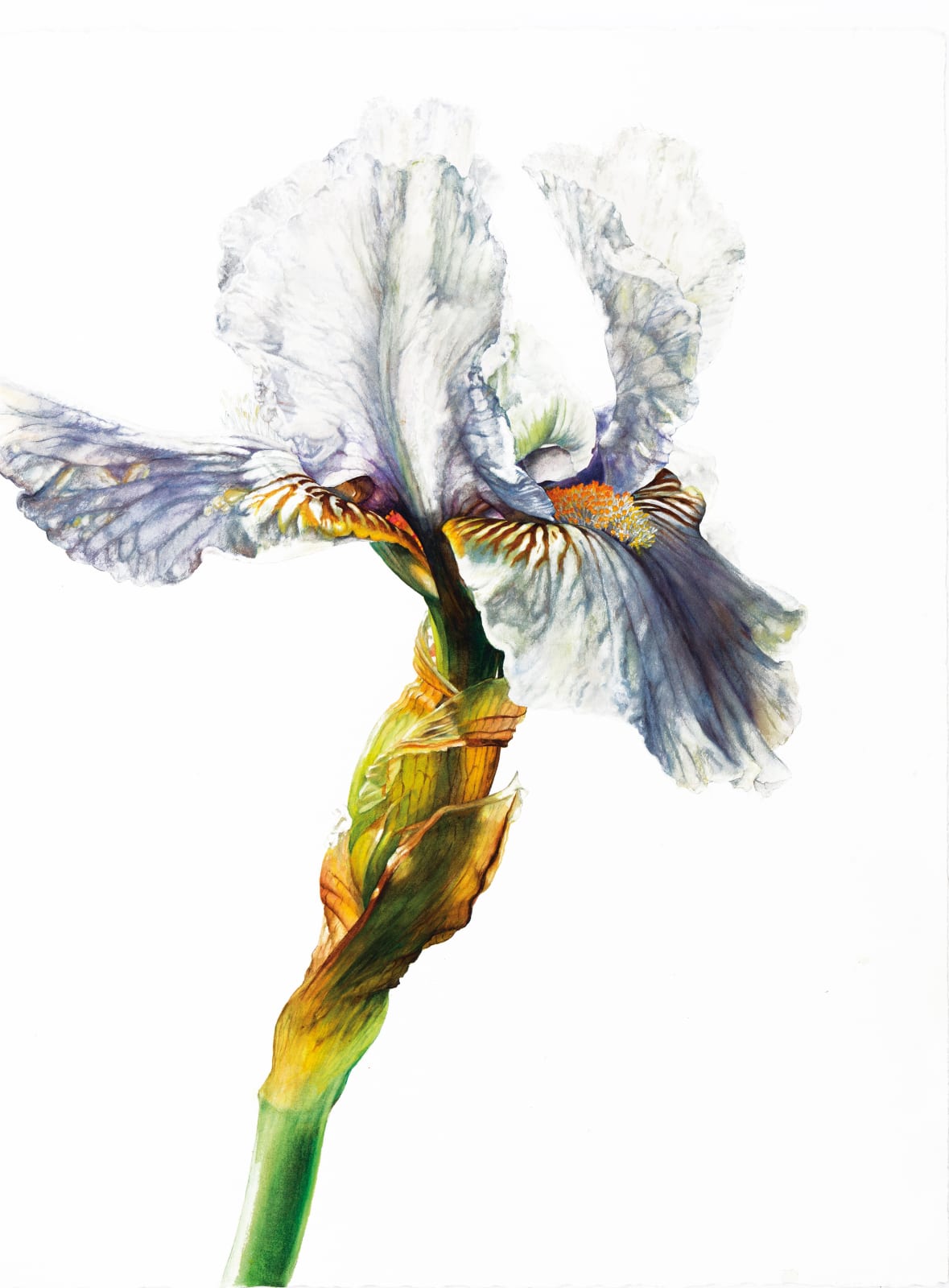 Rosie Sanders, Iris Love's Tune, 2023