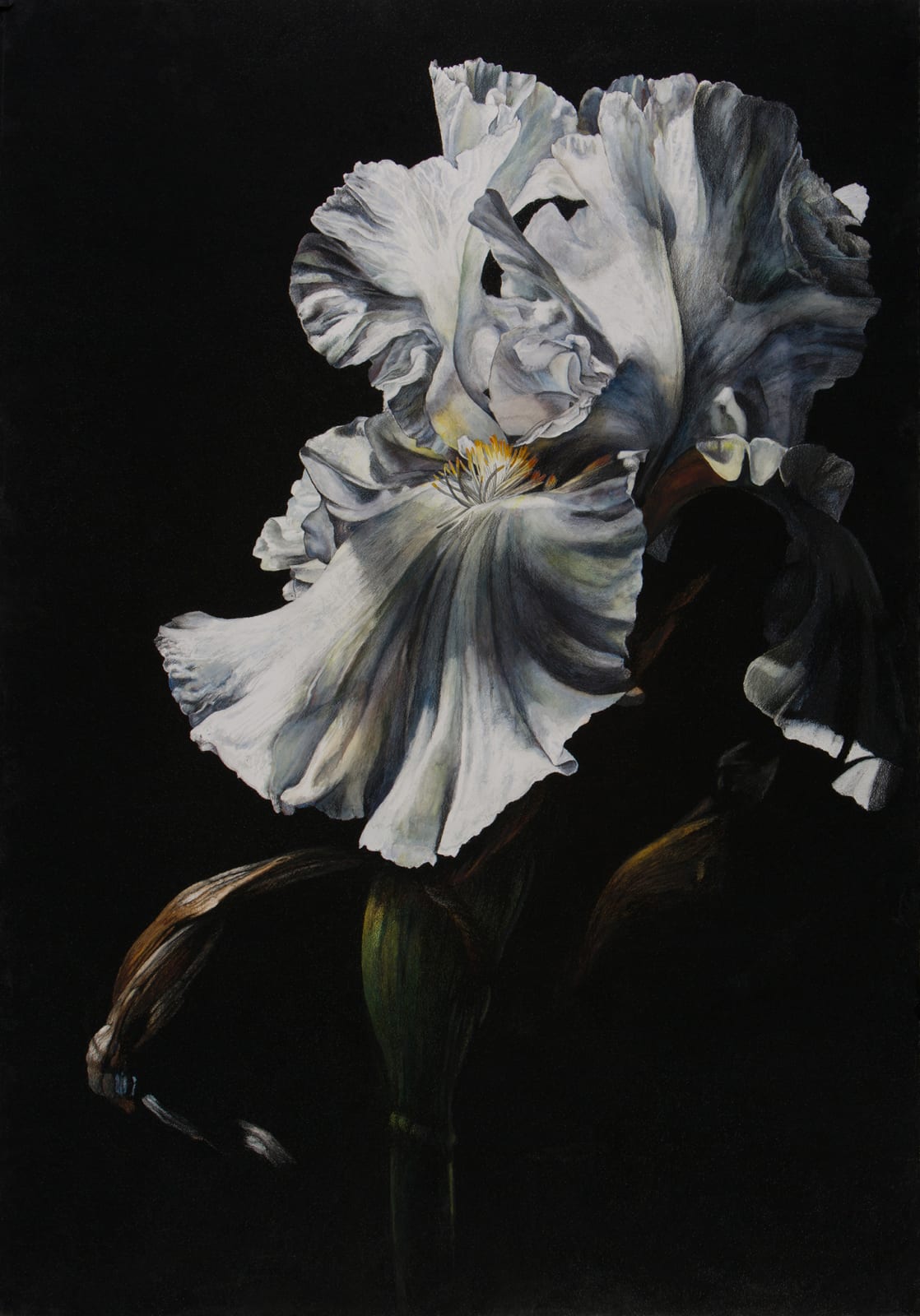 Rosie Sanders, Chiaroscuro II
