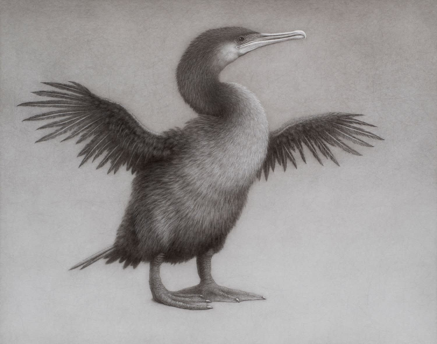 Lee Andre, Flightless Cormorant , 2024