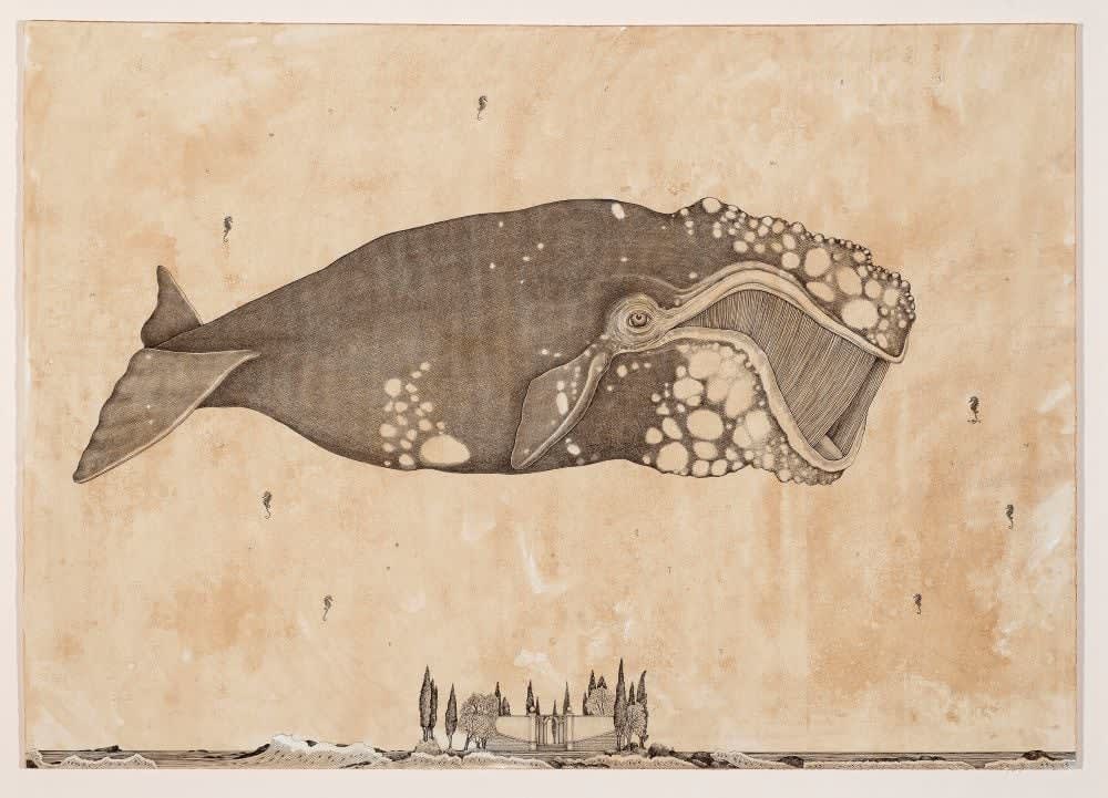 Andrea Collesano, BALENOPTERA ( Whale ), 2025