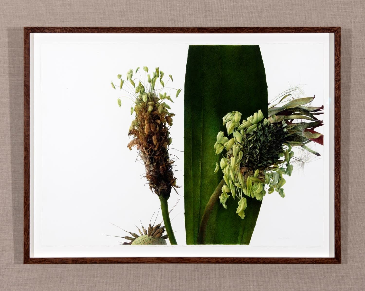 Fiona Strickland, Urban Habitat