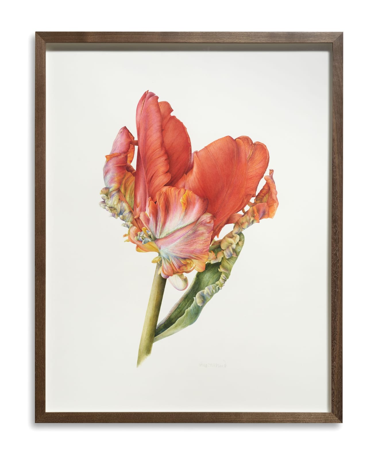 Fiona Strickland, Parrot Tulip, Rococo (Tulipa ‘Rococo’)