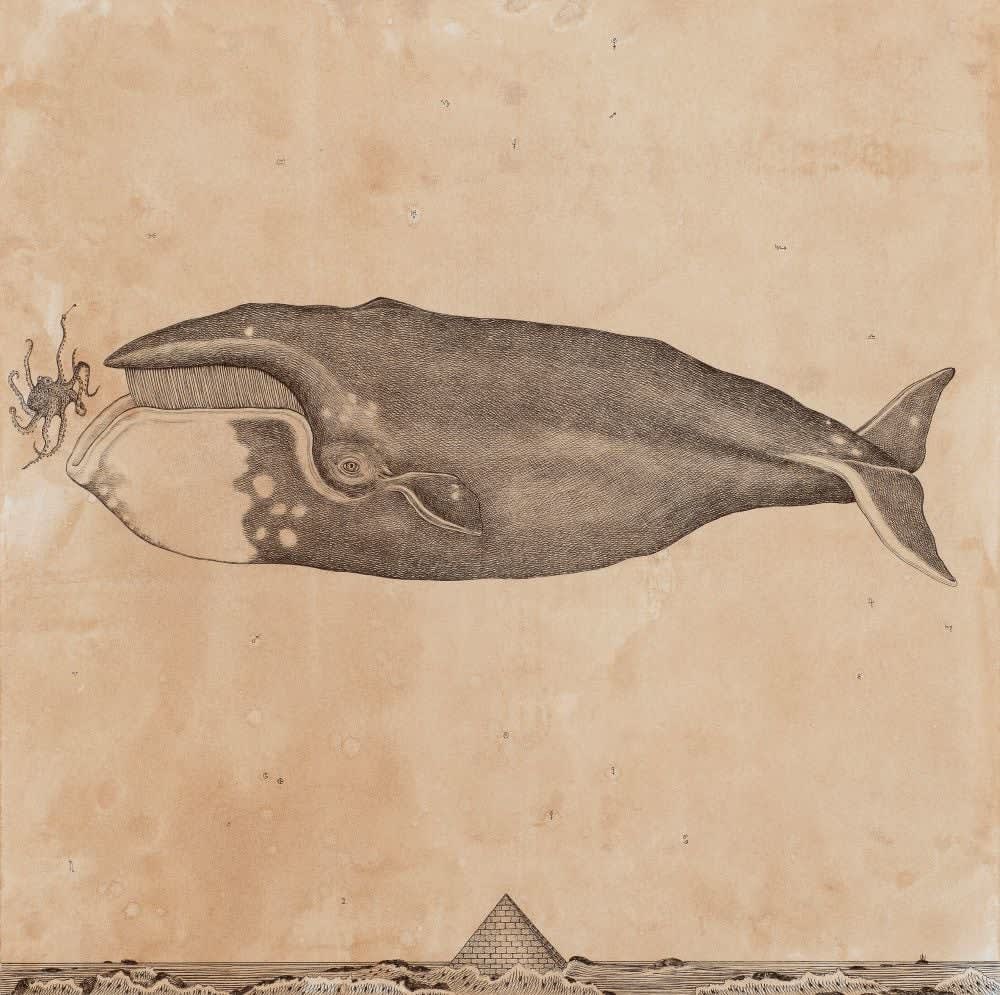 Andrea Collesano, BALAENA MYSTICETUS (Whale), 2025