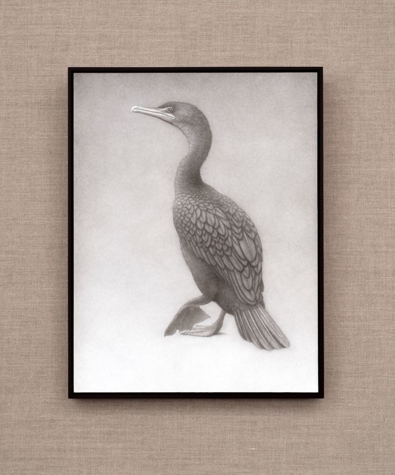 Lee Andre, Double Crested Cormorant , 2024