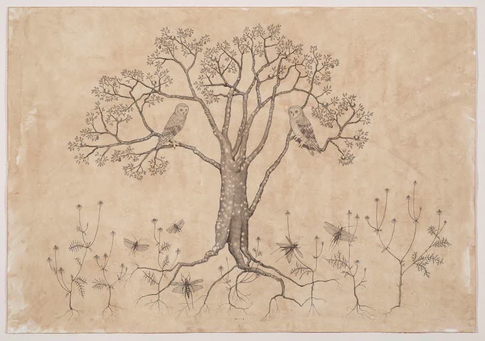 Andrea Collesano, TYTO ALBA (Tree with Barn Owl) , 2025