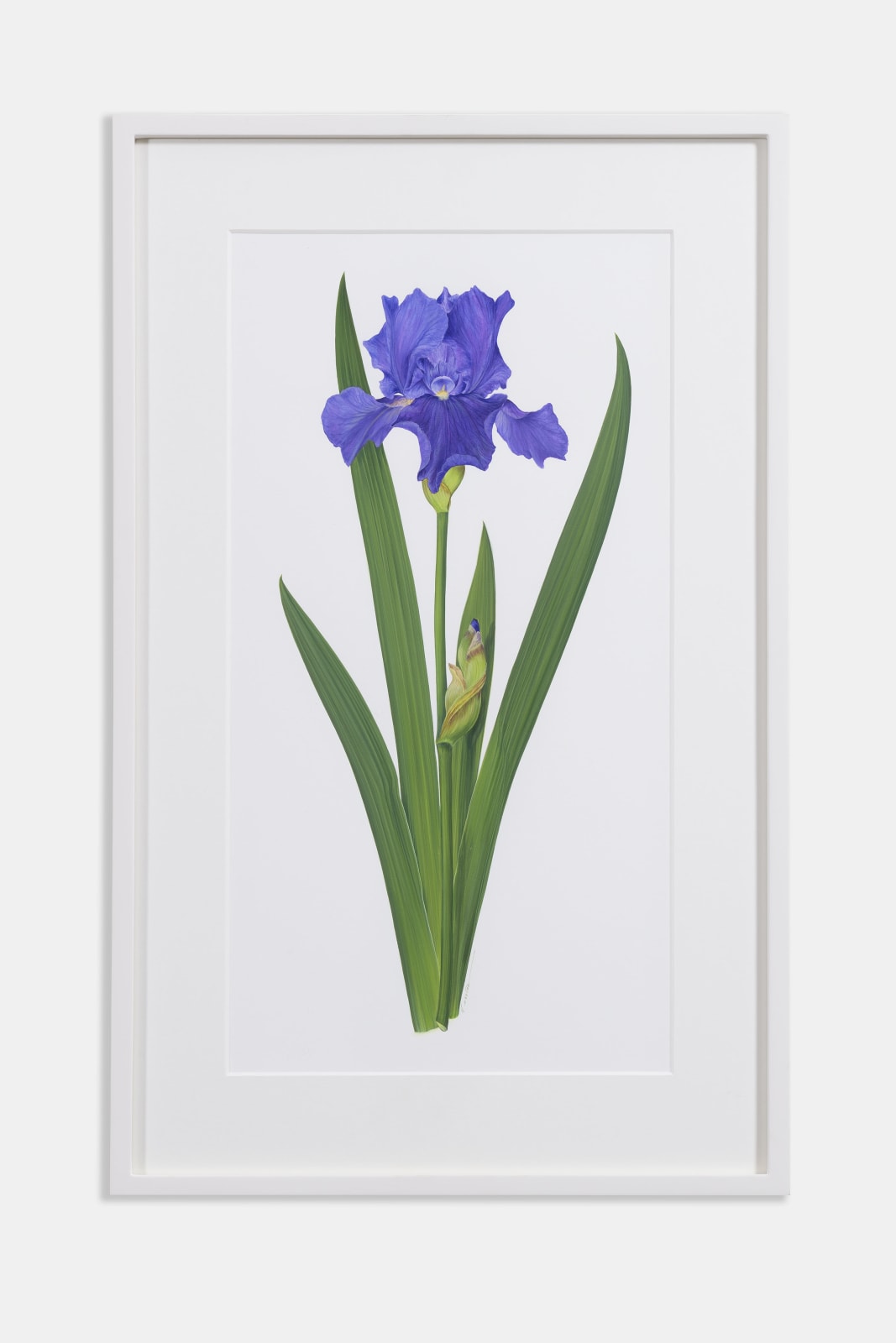 Kate Nessler, Bearded Iris Purple