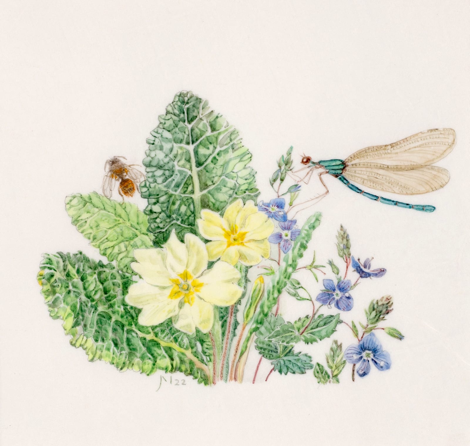 Janet Marsh, Primrose Primula vulgaris and a blue damselfly, 2022