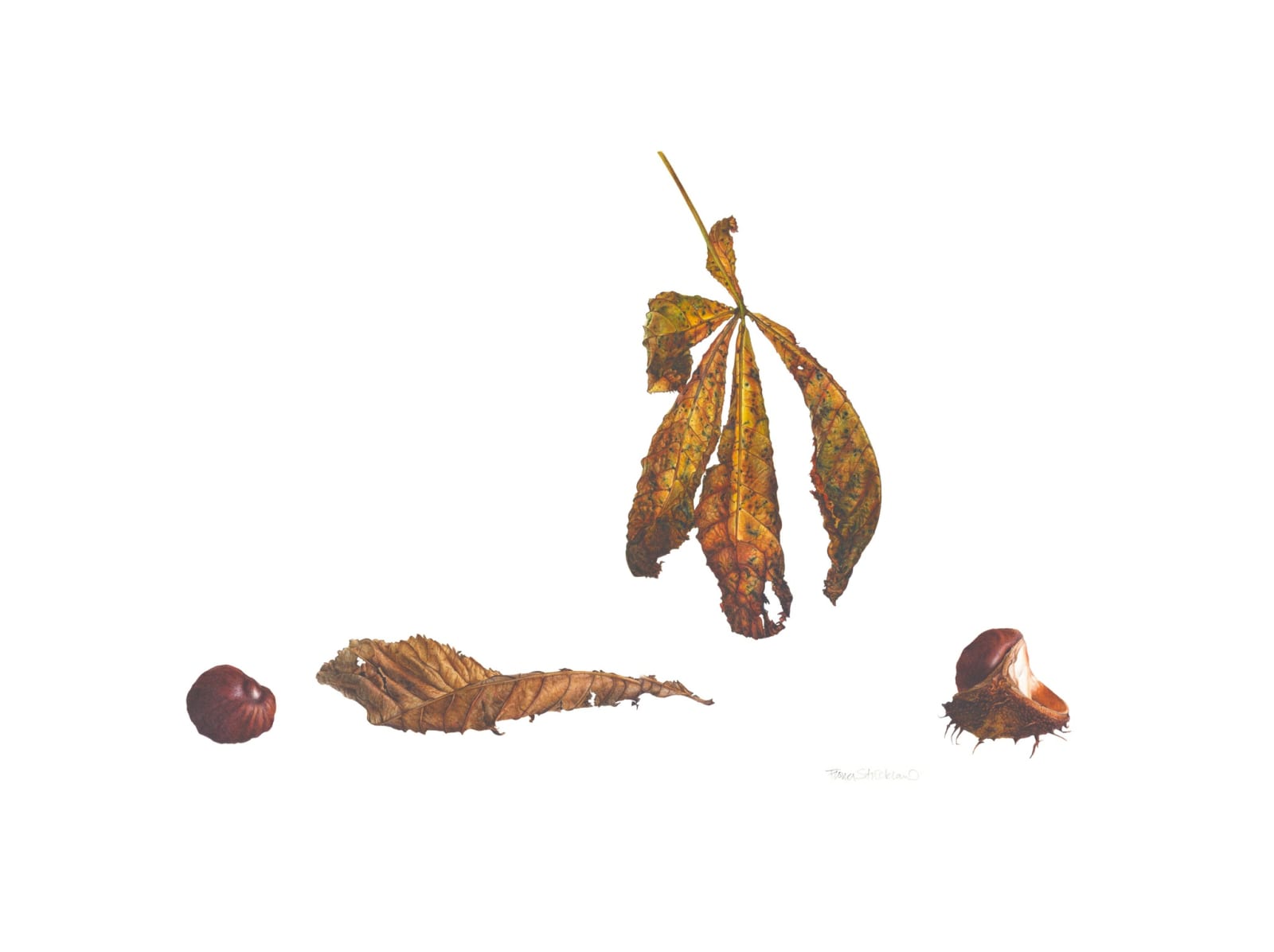 Fiona Strickland, Autumn, Torwood