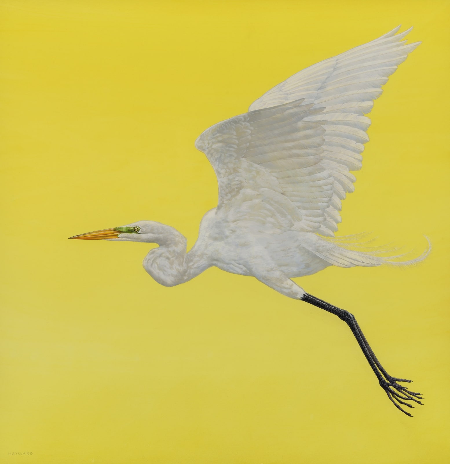 Tim Hayward, Flight - Yellow
