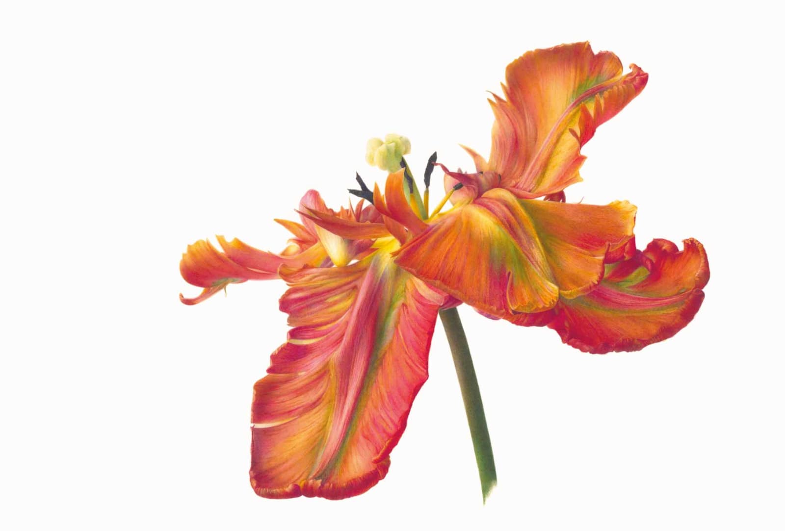 Fiona Strickland, Tulipa ‘Blumex Parrot’