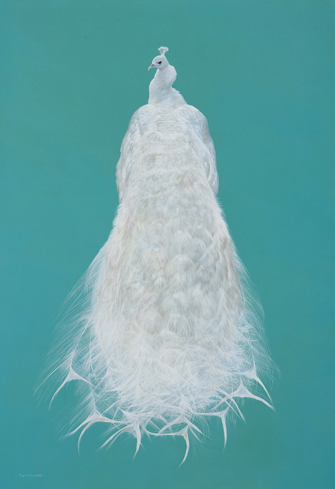 Tim Hayward, White Peacock - Aqua