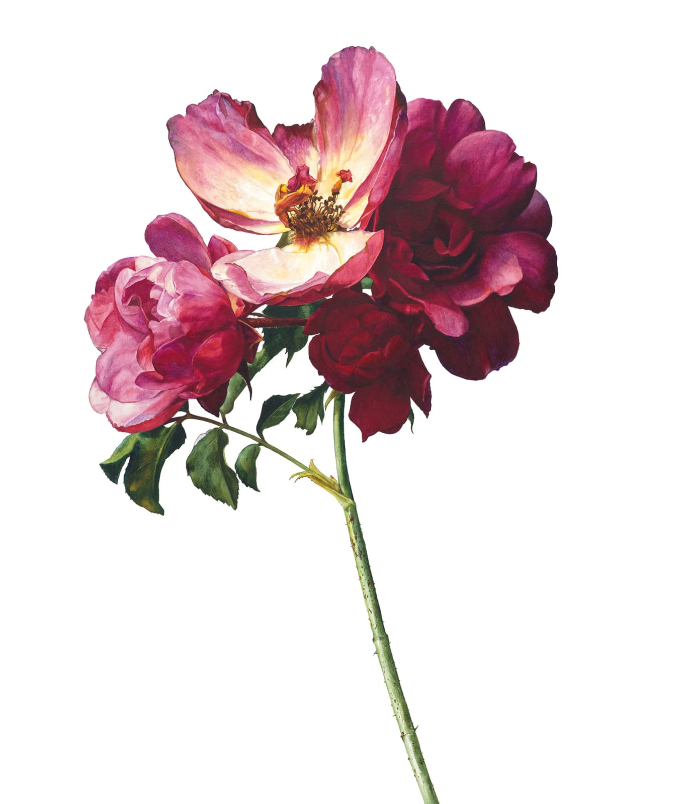 Rosie Sanders, Shades of red