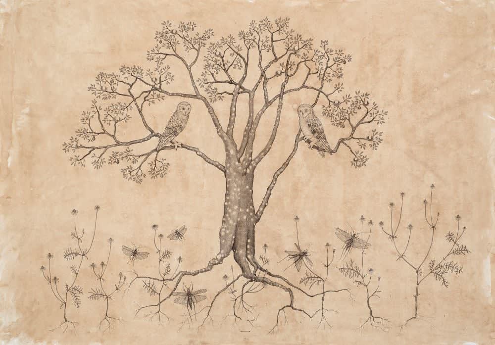 Andrea Collesano, TYTO ALBA (Tree with Barn Owl) , 2025