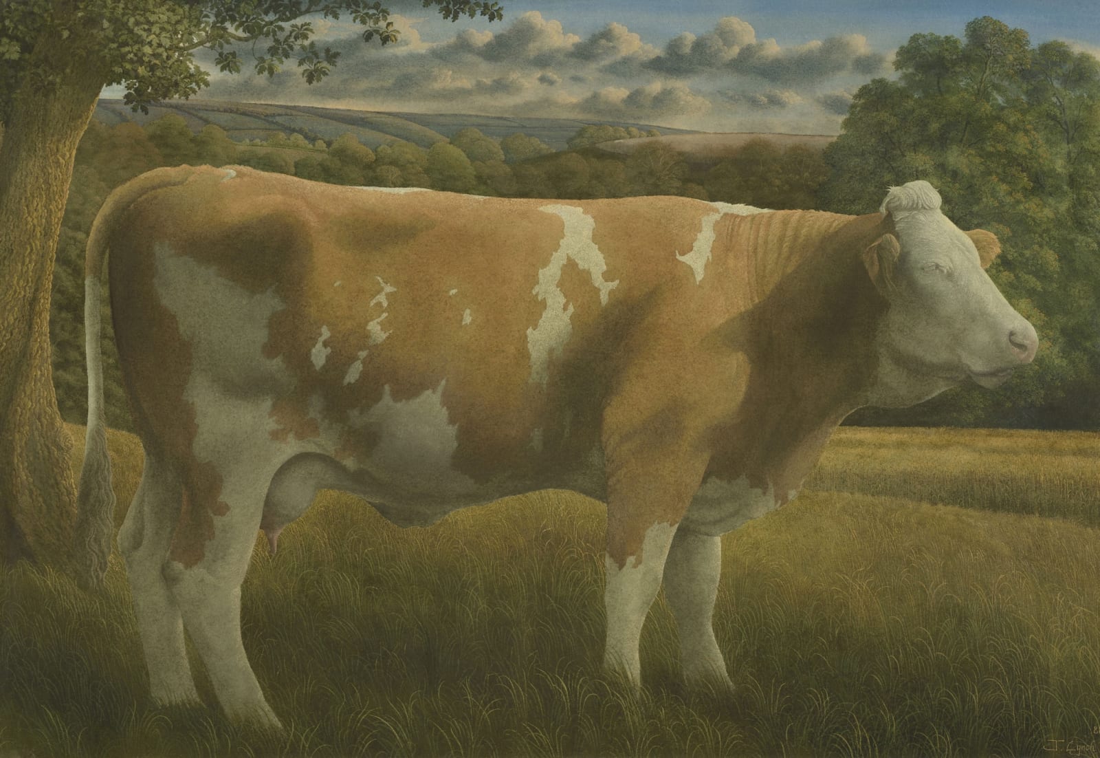 James Lynch, Simmental Cow