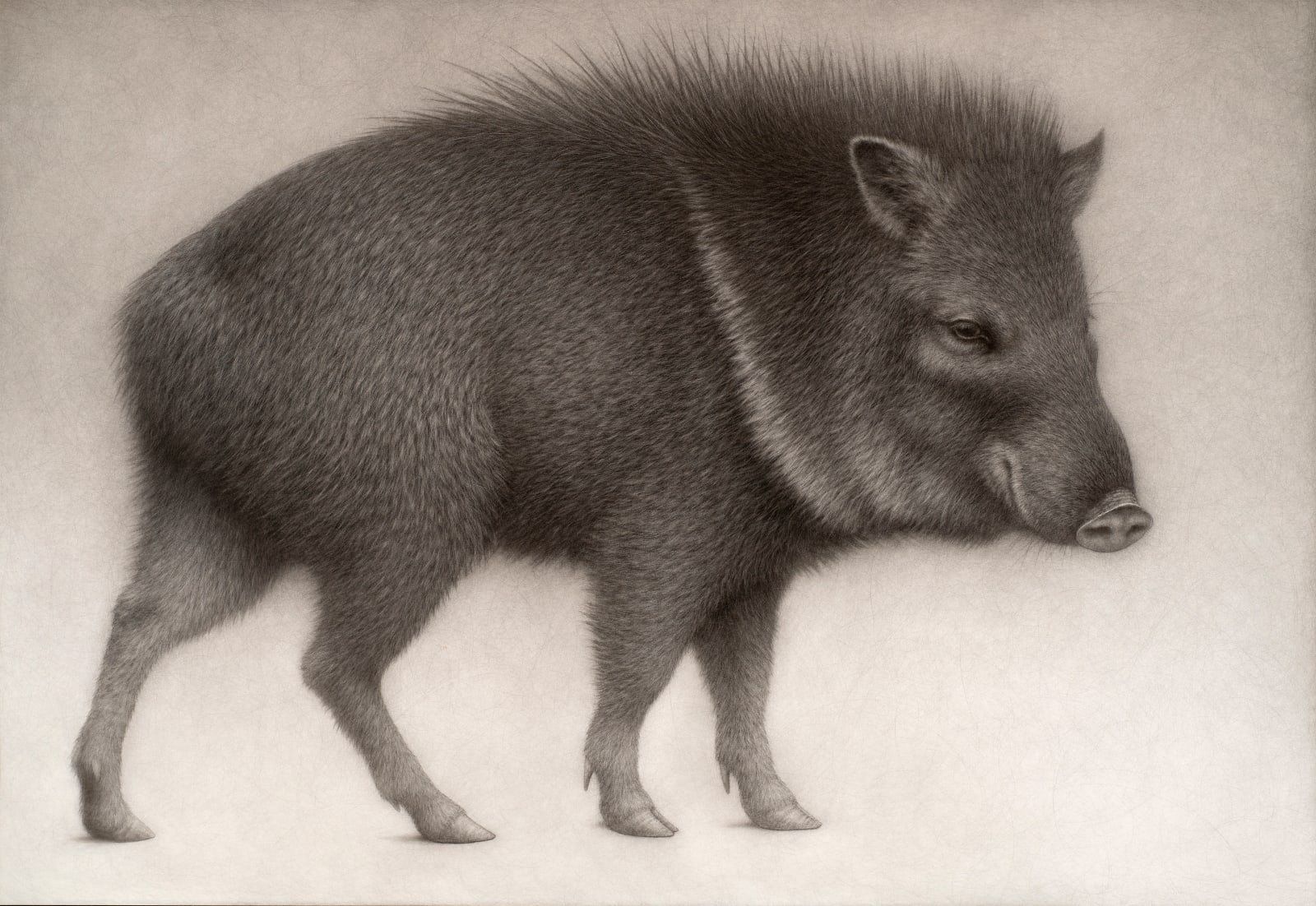 Lee Andre, Collared Peccary, 2022