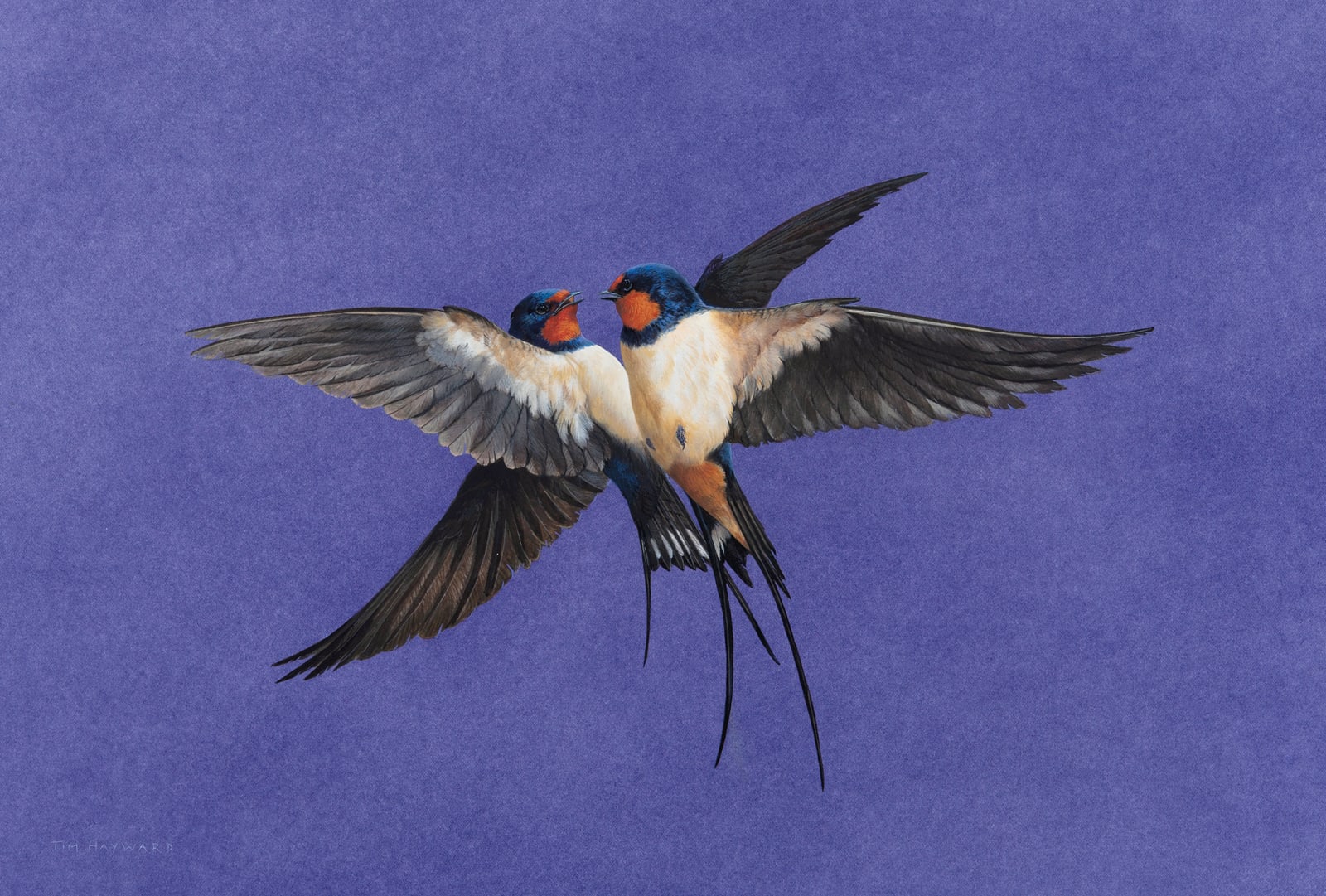 Tim Hayward, Swallows - Amethyst