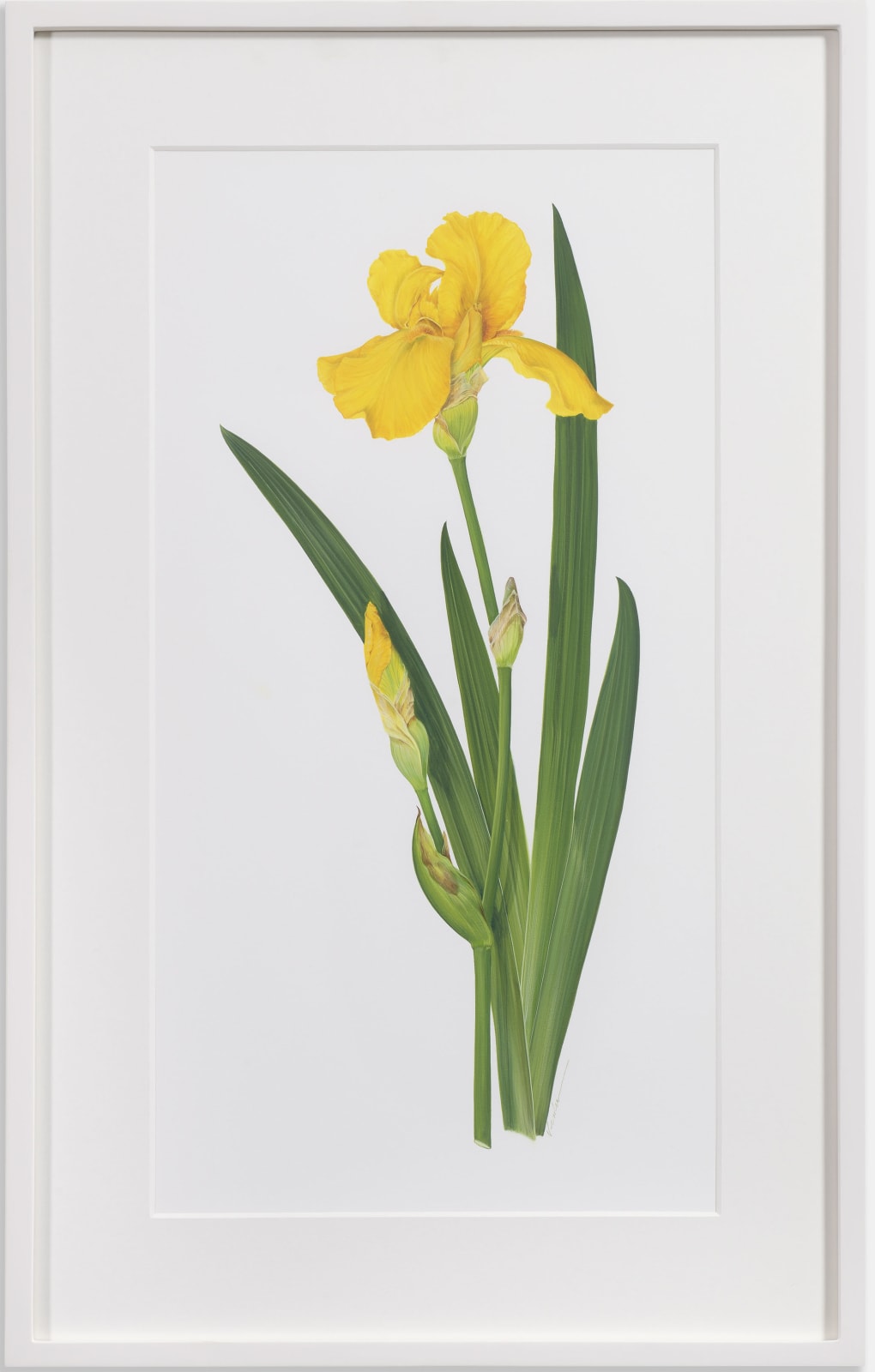 Kate Nessler, Bearded Iris Yellow