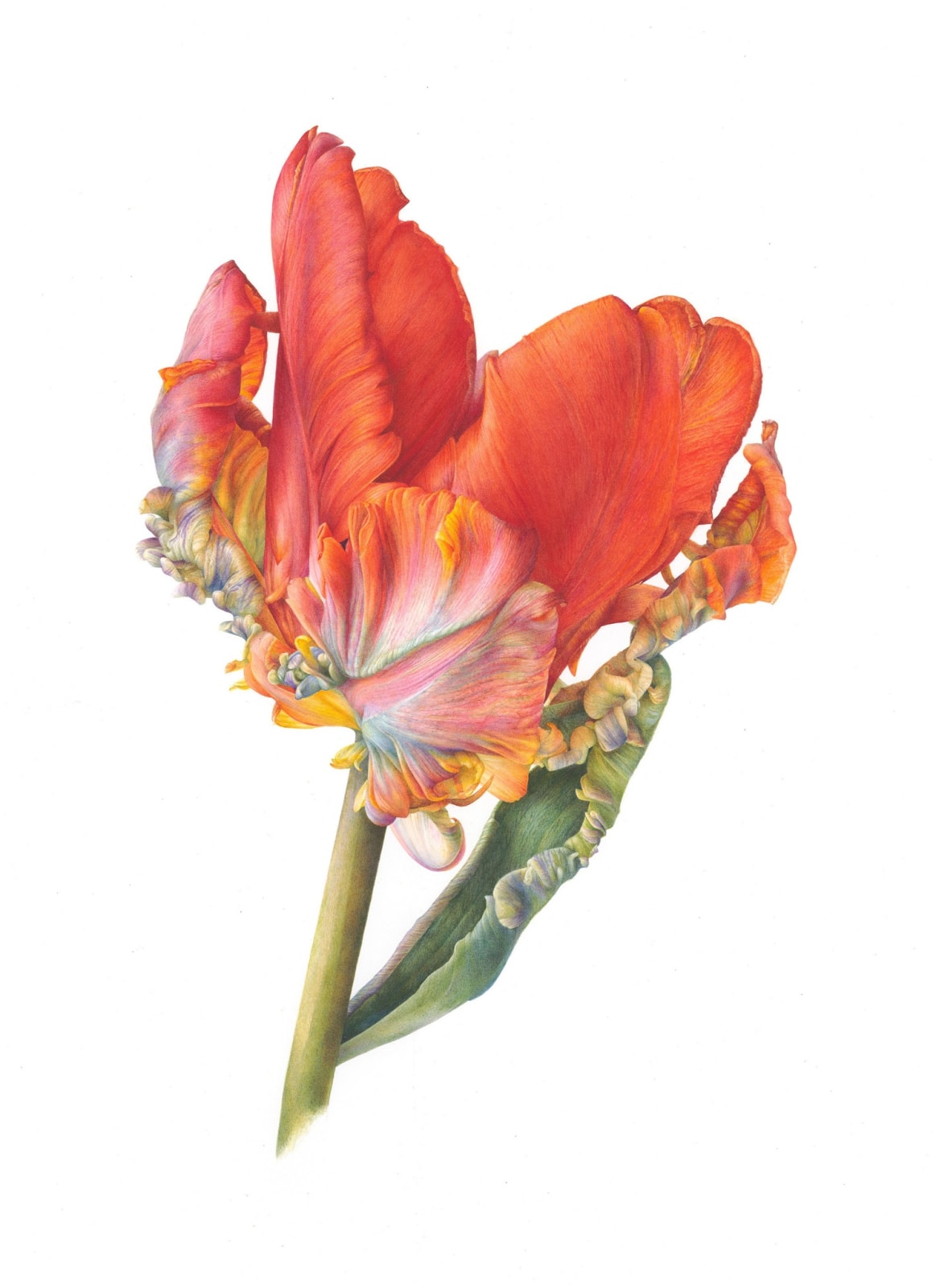 Fiona Strickland, Parrot Tulip, Rococo (Tulipa ‘Rococo’)