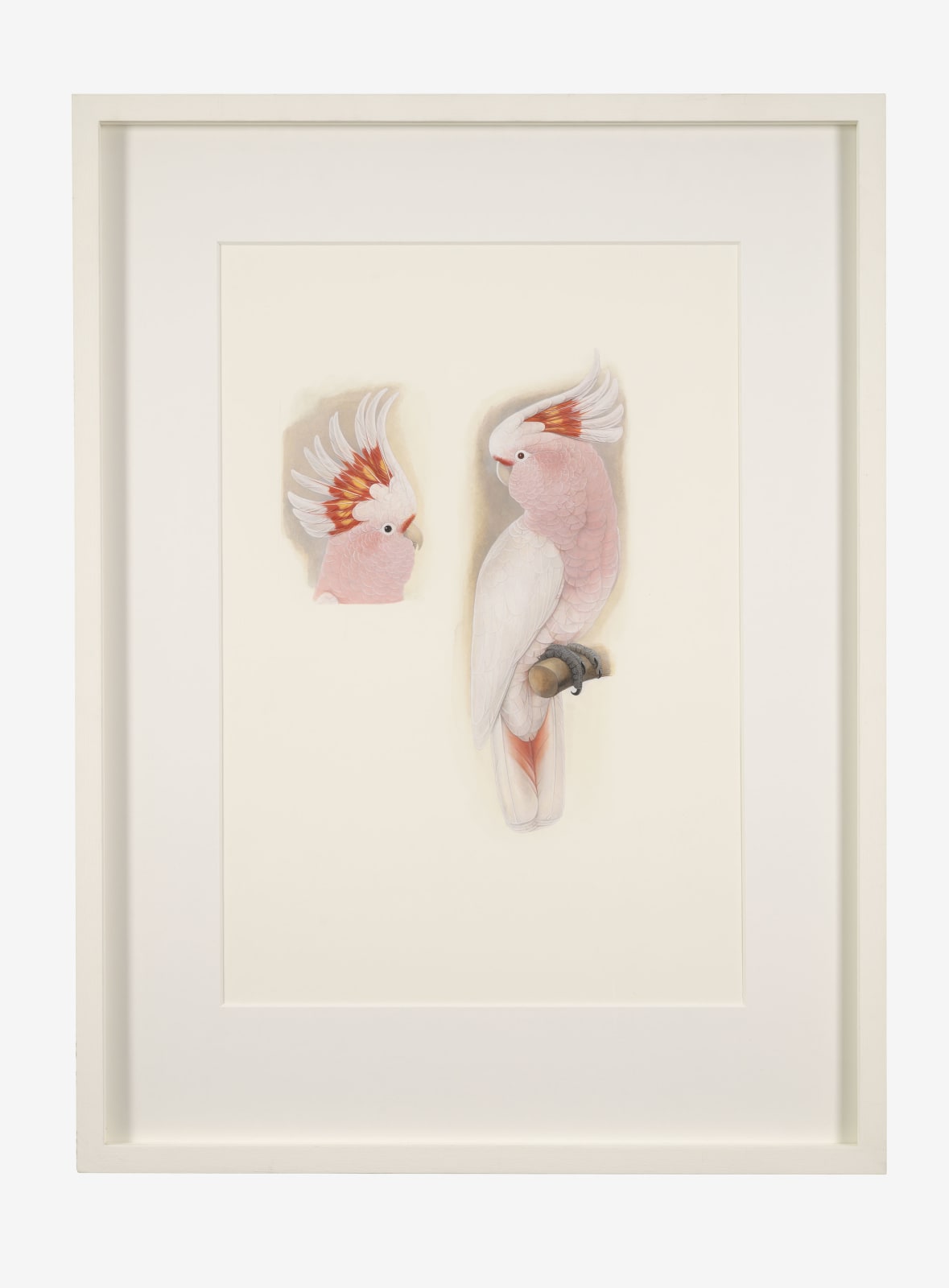 Elizabeth Butterworth, Leadbeater's Cockatoo, 2021