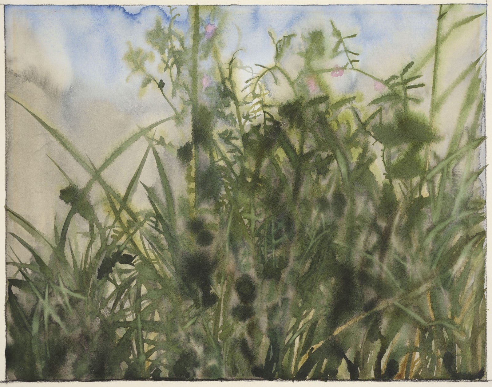 Rory McEwen (1932-1982), Wildflowers