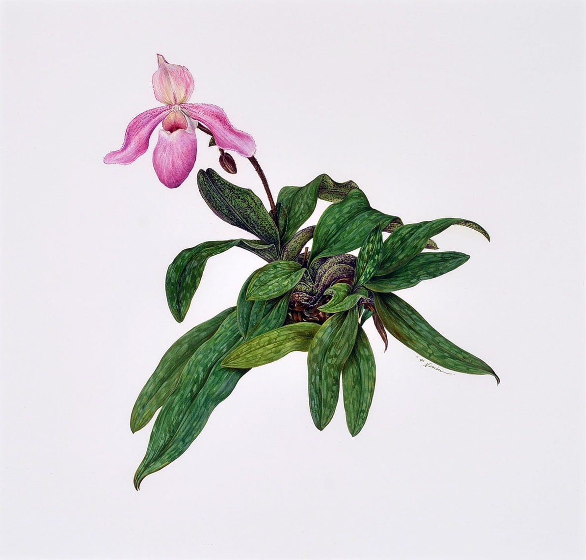Kate Nessler, Paphiopedilum Delenatii x P. Chamberlainianum, 1995