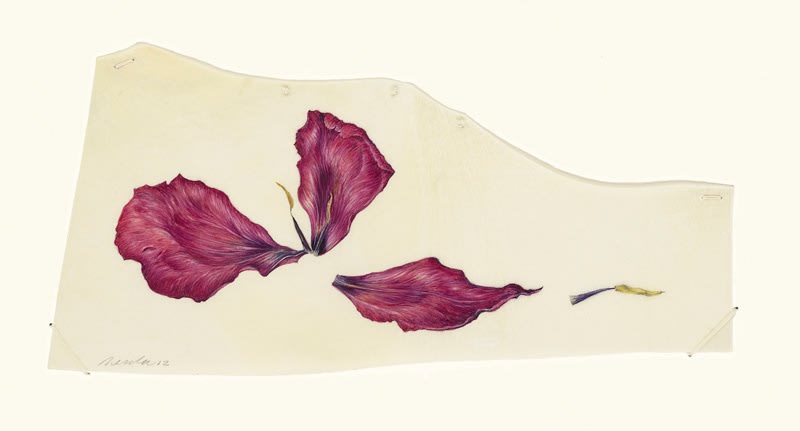 Kate Nessler, Three Tulip Petals
