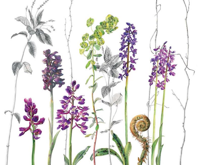 Rosie Sanders, Early Purple Orchids, Dog’s Mercury and Wood Spurge
