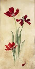 Kate Nessler, Red Tulips