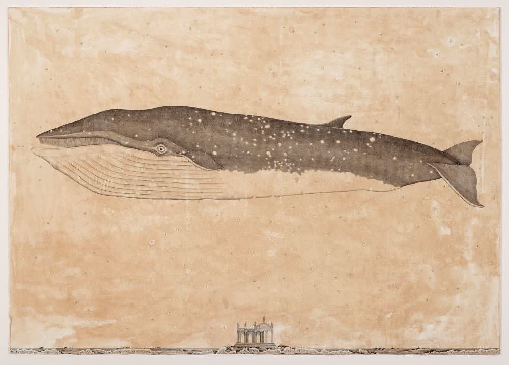 Andrea Collesano, EUBALALENA (Whale) , 2025