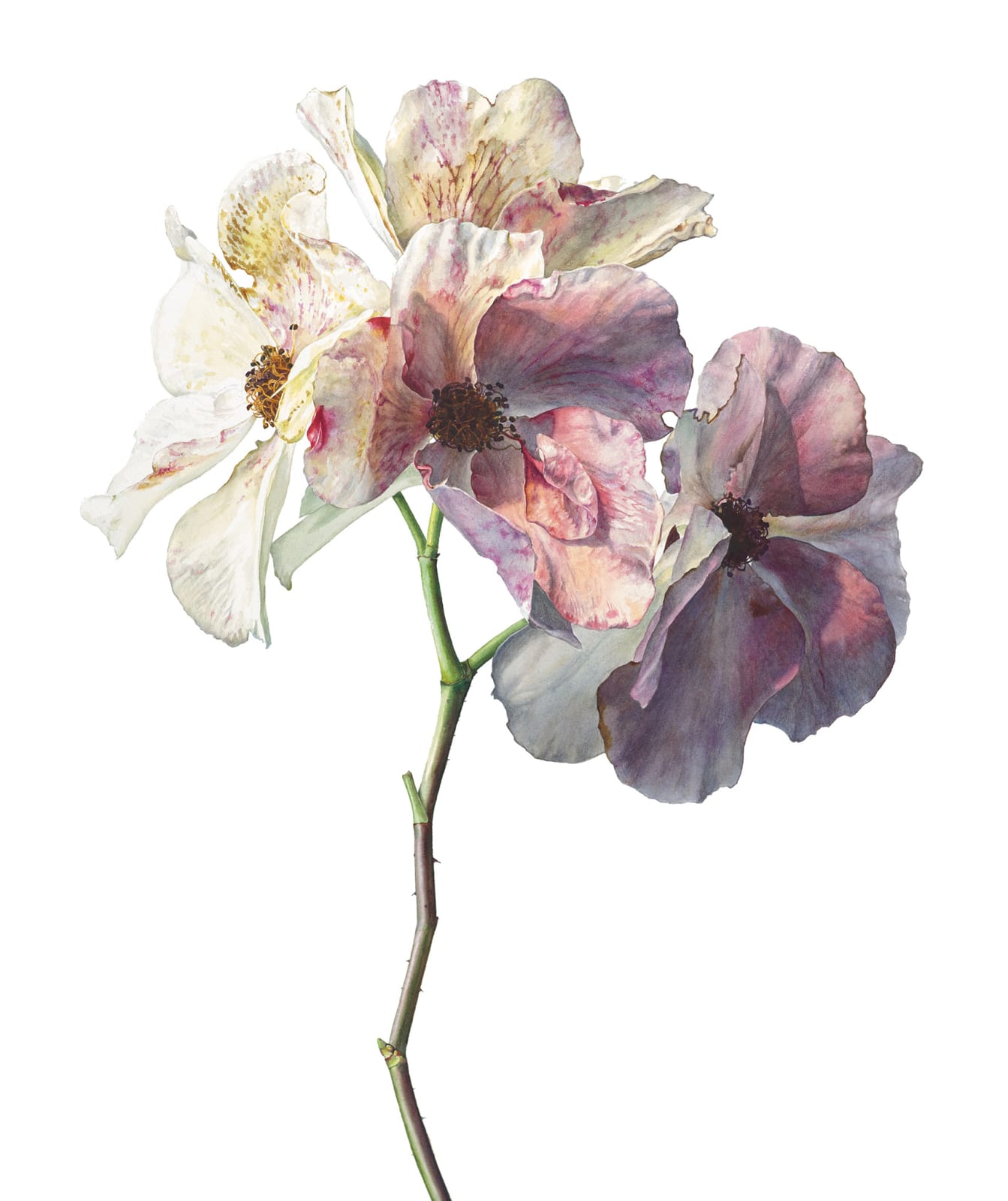 Rosie Sanders, Infinite shades of grey