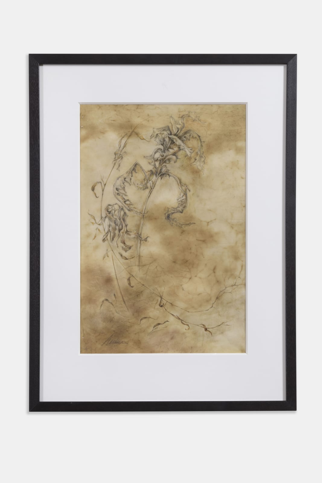 Kate Nessler, Winter Fern