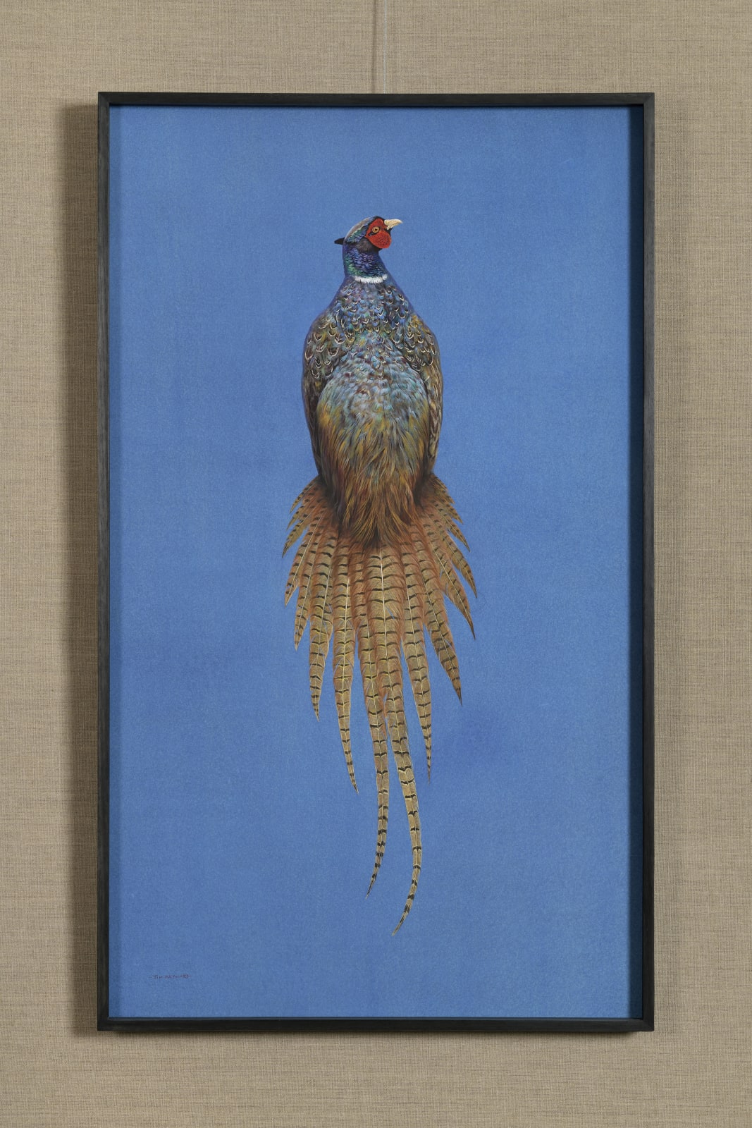 Tim Hayward, Ring-Necked Pheasant - Azure