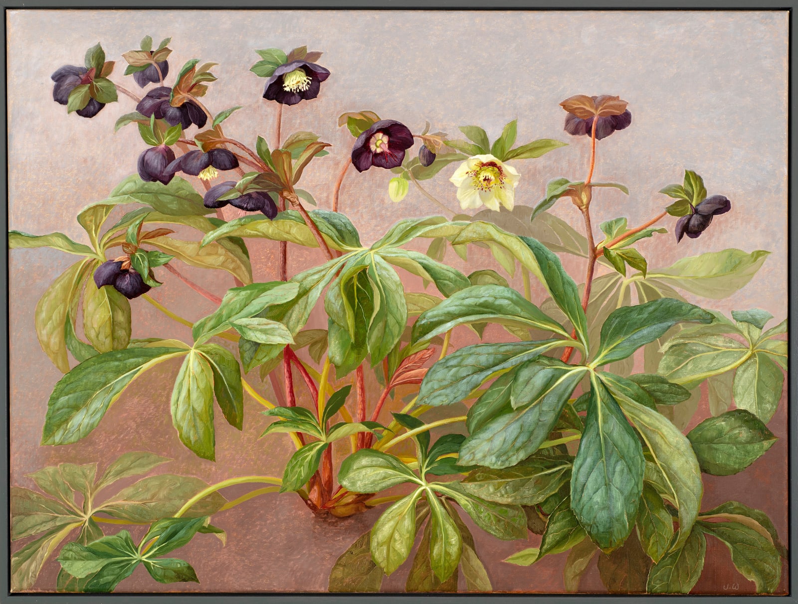 Jane Wormell, Hellebores 1