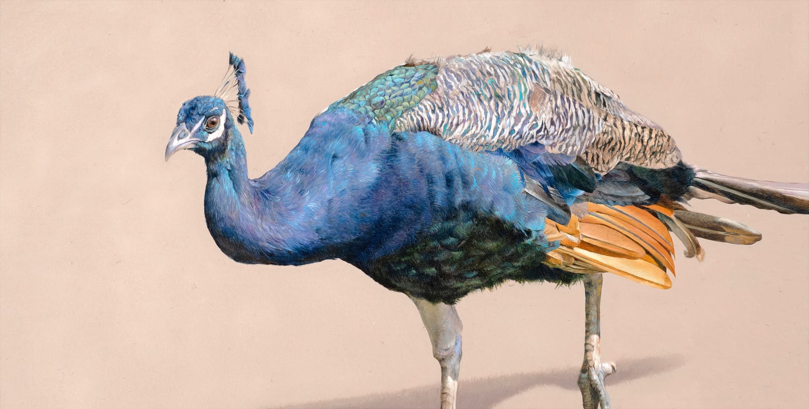 Joseph Black, Pavonini III, 2022