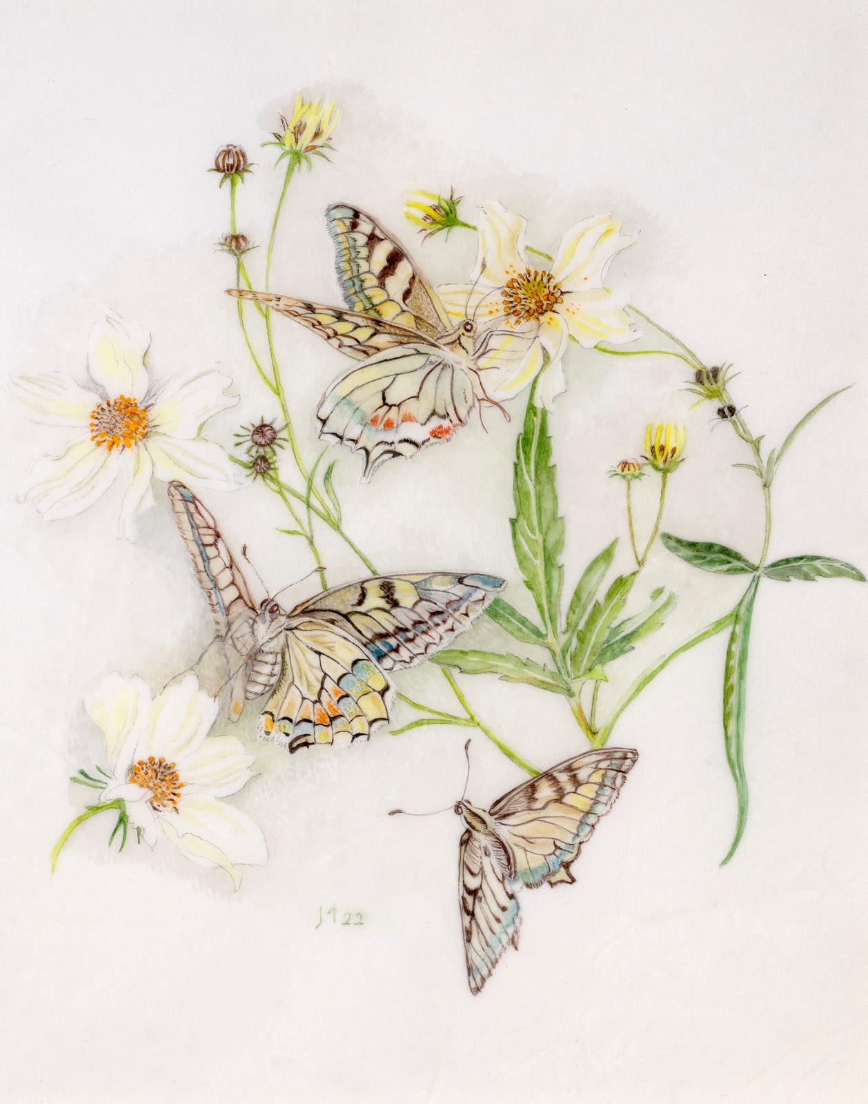 Janet Marsh, Swallowtail butterflies our only representative of the family Papillonidae rests on Bidens aurea the Arizona beggarticks, 2022