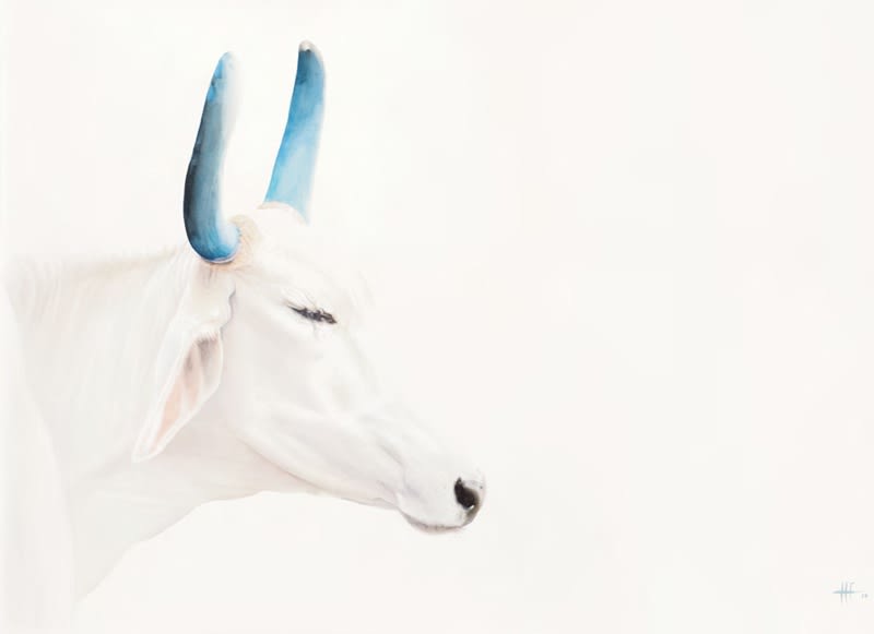 Peter Haslam-Fox, Holy Cow II