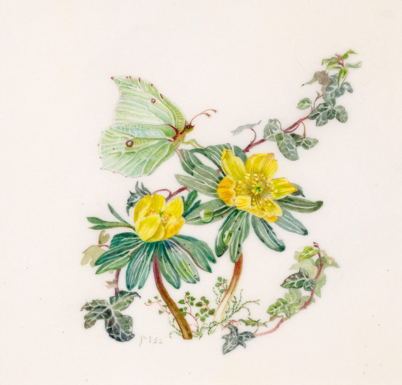 Janet Marsh, Aconite eranthis hyemalis and brimstone butterfly, 2022