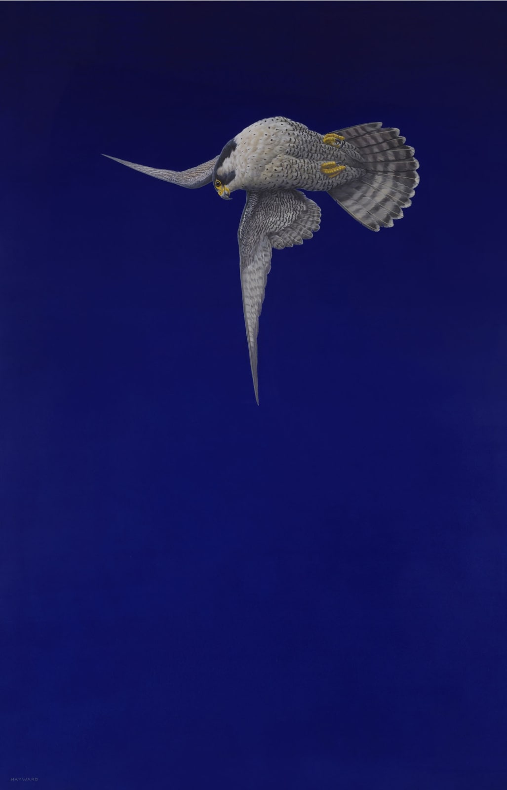 Tim Hayward, Blue Stoop