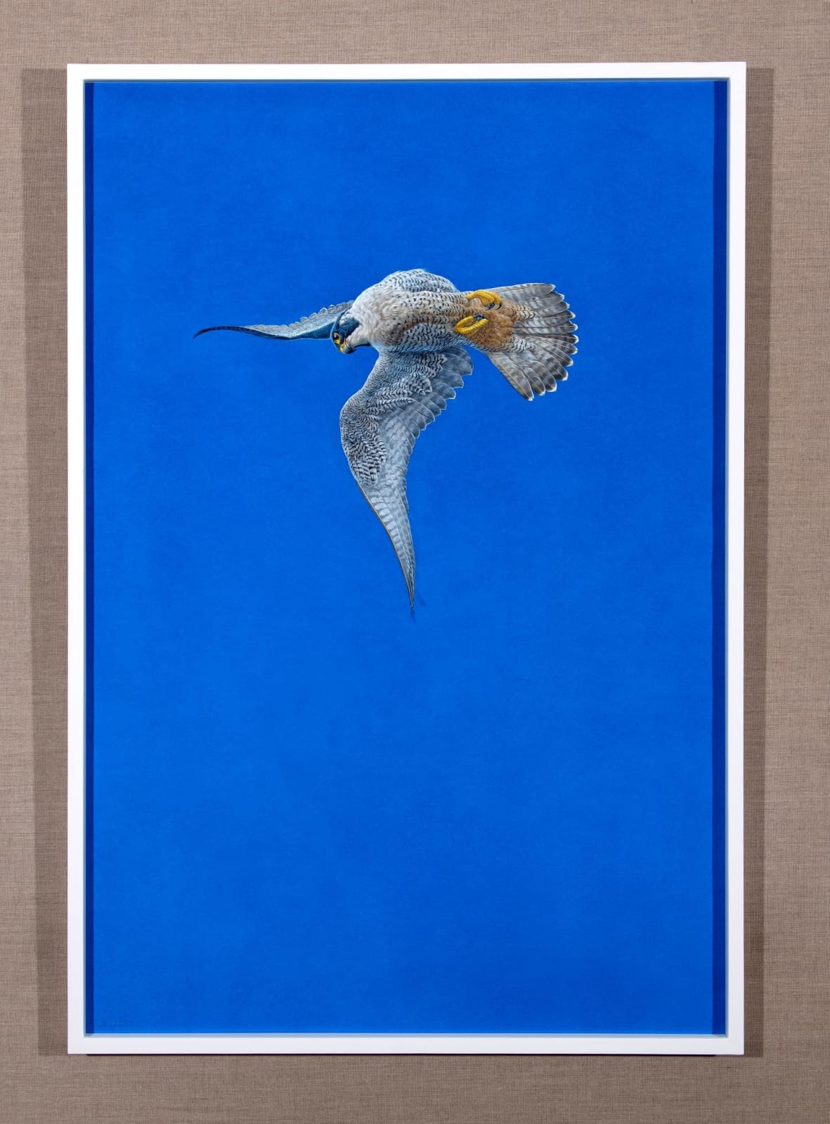 Tim Hayward, Blue peregrine falcon, 2025