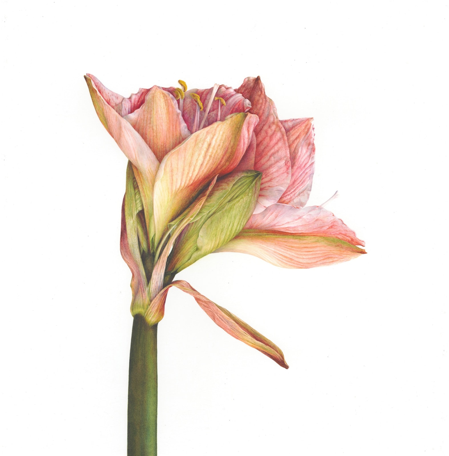 Fiona Strickland, Hippeastrum (Hippeastrum ‘Apple Blossom’)